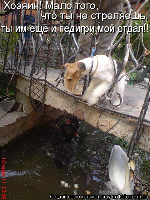 Хозяин! Мало того, что ты не стреляешь, ты им еще и педигри мой отдал!!!... Котоматрица: Хозяин! Мало того, что ты не стреляешь, ты им еще и педигри мой отдал!!!