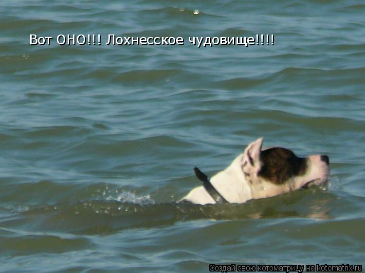 Вот ОНО!!! Лохнесское чудовище!!!!... Котоматрица: Вот ОНО!!! Лохнесское чудовище!!!!
