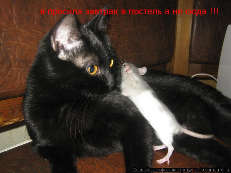 я просила завтрак в постель а не сюда !!!... Котоматрица: я просила завтрак в постель а не сюда !!!