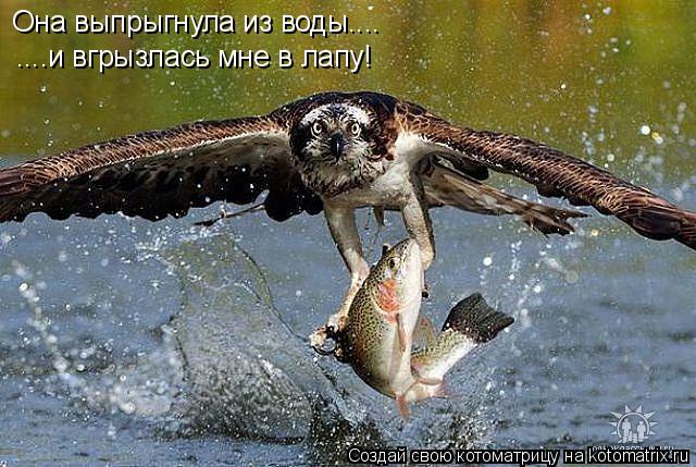 Она выпрыгнула из воды.... ....и вгрызлась мне в лапу!... Котоматрица: Она выпрыгнула из воды.... ....и вгрызлась мне в лапу!