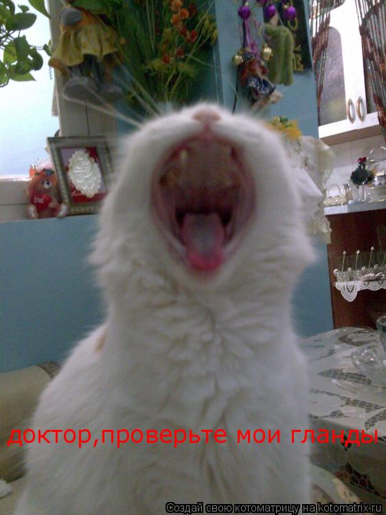 доктор,проверьте мои гланды... Котоматрица: доктор,проверьте мои гланды