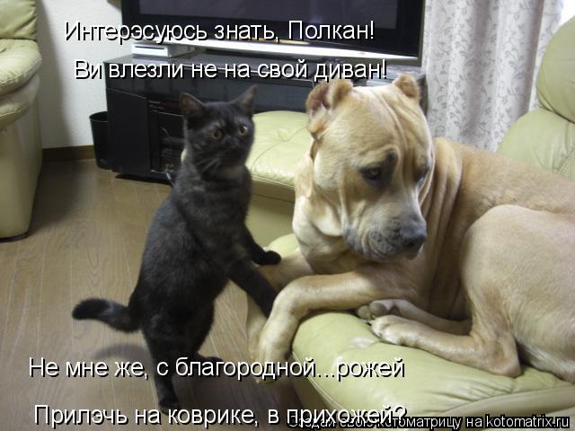Интерэсуюсь знать, Полкан! Ви влезли не на свой диван! Не мне же, с благородной...рожей Прилэчь на ко... Котоматрица: Интерэсуюсь знать, Полкан! Ви влезли не на свой диван! Не мне же, с благородной...рожей Прилэчь на коврике, в прихожей?