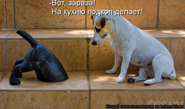 -Вот, зараза! На кухню подкоп делает!... Котоматрица: -Вот, зараза! На кухню подкоп делает!