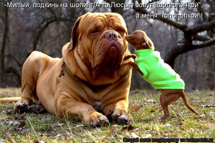 -Милый, подкинь на шопинг!А то Люську зовут "шопголичкой", а меня "голопопкой"!... Котоматрица: -Милый, подкинь на шопинг!А то Люську зовут "шопголичкой", а меня "голопопкой"!