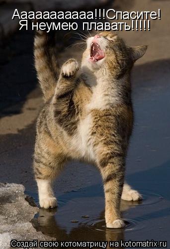 Ааааааааааа!!!Спасите! Я неумею плавать!!!!!... Котоматрица: Ааааааааааа!!!Спасите! Я неумею плавать!!!!!