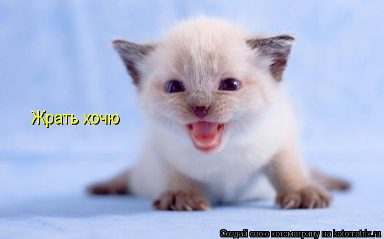 Жрать хочю... Котоматрица: Жрать хочю