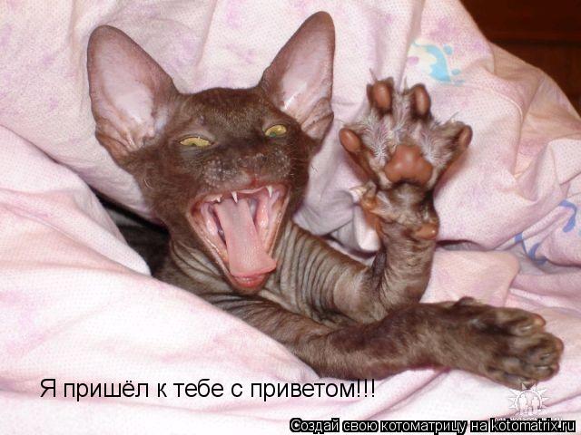 Я пришёл к тебе с приветом!!!... Котоматрица: Я пришёл к тебе с приветом!!!