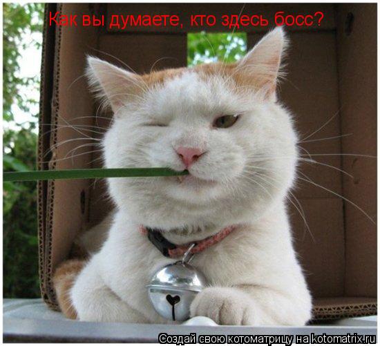 Как вы думаете, кто здесь босс?... Котоматрица: Как вы думаете, кто здесь босс?