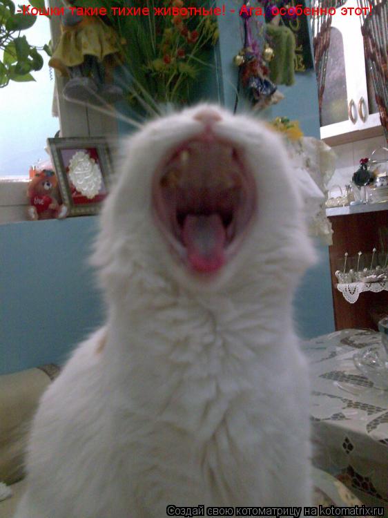 -Кошки такие тихие животные! - Ага, особенно этот!... Котоматрица: -Кошки такие тихие животные! - Ага, особенно этот!