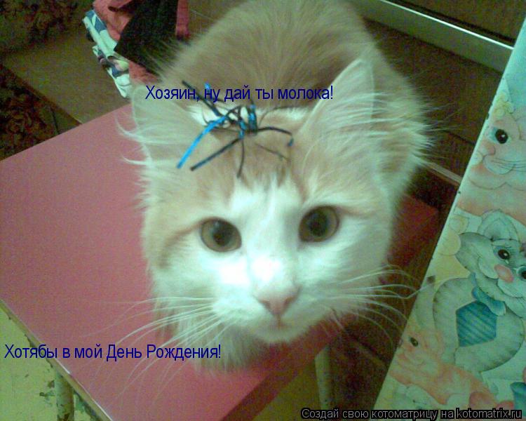 Хозяин, ну дай ты молока! Хотябы в мой День Рождения!... Котоматрица: Хозяин, ну дай ты молока! Хотябы в мой День Рождения!