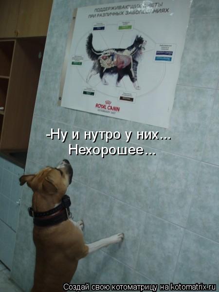 -Ну и нутро у них... Нехорошее...... Котоматрица: -Ну и нутро у них... Нехорошее...