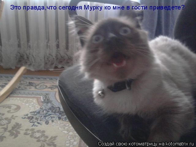 Это правда,что сегодня Мурку ко мне в гости приведете?... Котоматрица: Это правда,что сегодня Мурку ко мне в гости приведете?