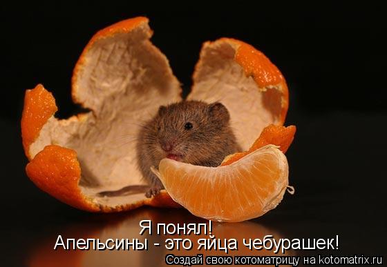 Я понял! Апельсины - это яйца чебурашек!... Котоматрица: Я понял! Апельсины - это яйца чебурашек!