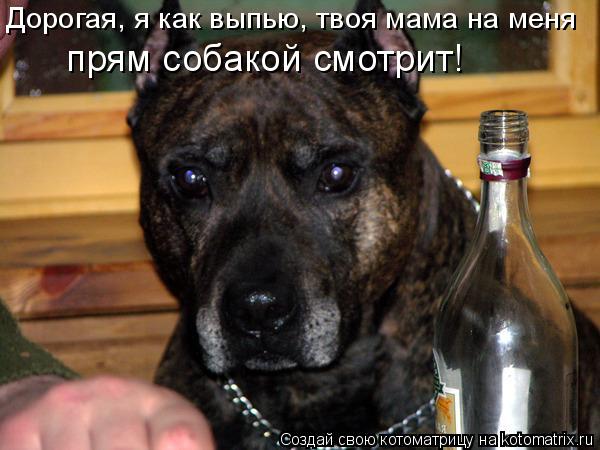 Дорогая, я как выпью, твоя мама на меня прям собакой смотрит!... Котоматрица: Дорогая, я как выпью, твоя мама на меня прям собакой смотрит!