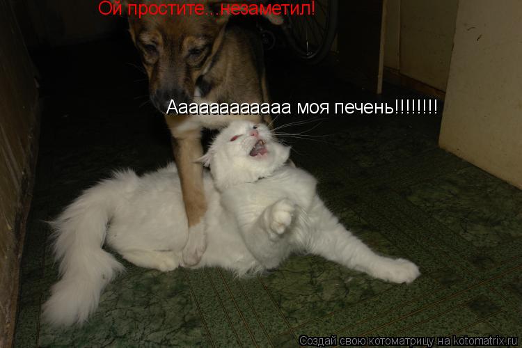 Аааааааааааа моя печень!!!!!!!! Ой простите...незаметил!... Котоматрица: Аааааааааааа моя печень!!!!!!!! Ой простите...незаметил!