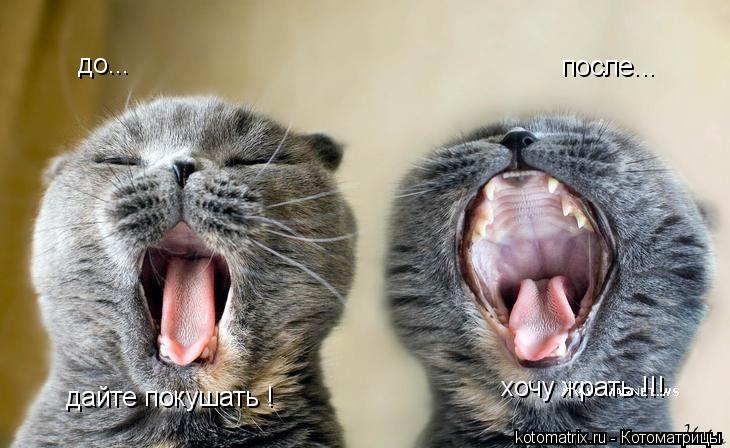 до... после... дайте покушать ! хочу жрать !!!... Котоматрица: до... после... дайте покушать ! хочу жрать !!!