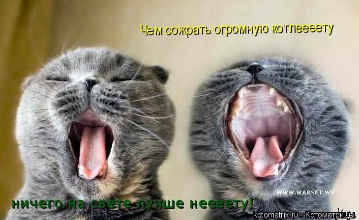 ничего на свете лучше неееету! Чем сожрать огромную котлеееету... Котоматрица: ничего на свете лучше неееету! Чем сожрать огромную котлеееету