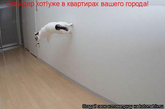 Спайдер кот!уже в квартирах вашего города!... Котоматрица: Спайдер кот!уже в квартирах вашего города!
