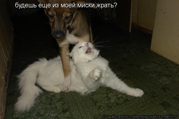 будешь еще из моей миски жрать?... Котоматрица: будешь еще из моей миски жрать?