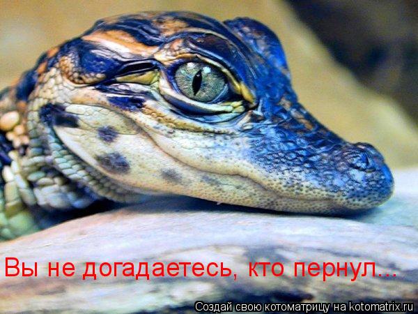 Вы не догадаетесь, кто пернул...... Котоматрица: Вы не догадаетесь, кто пернул...