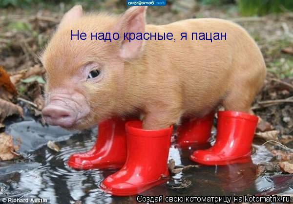 Не надо красные, я пацан... Котоматрица: Не надо красные, я пацан