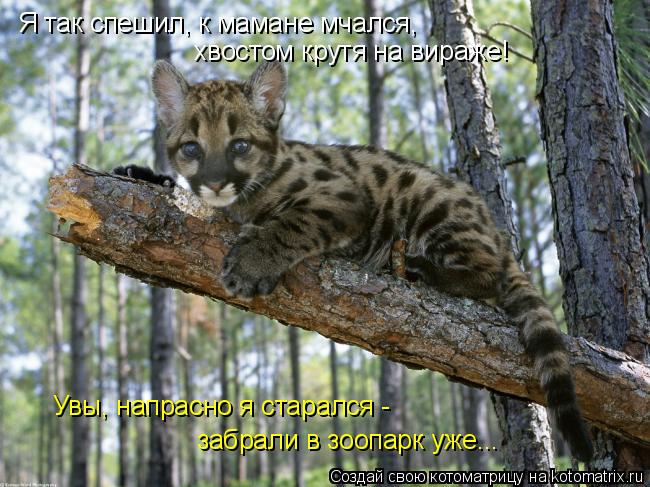 Я так спешил, к мамане мчался, хвостом крутя на вираже! Увы, напрасно я старался - забрали в зоопар... Котоматрица: Я так спешил, к мамане мчался, хвостом крутя на вираже! Увы, напрасно я старался - забрали в зоопарк уже...