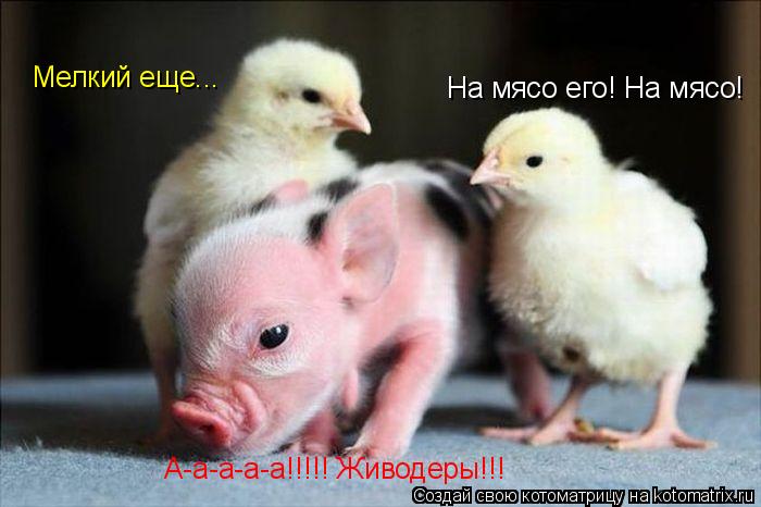 Мелкий еще... На мясо его! На мясо! А-а-а-а-а!!!!! Живодеры!!!... Котоматрица: Мелкий еще... На мясо его! На мясо! А-а-а-а-а!!!!! Живодеры!!!