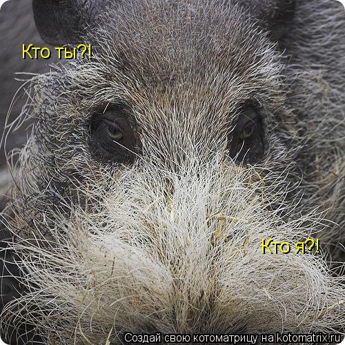 Кто я?! Кто ты?!... Котоматрица: Кто я?! Кто ты?!