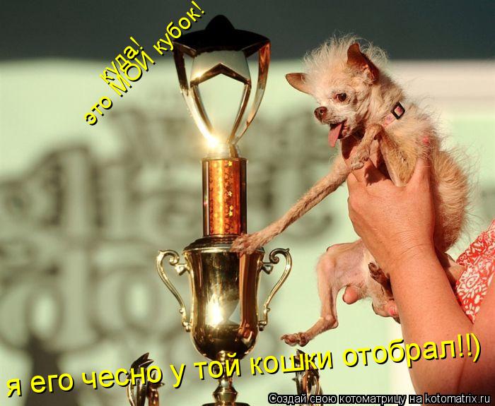 куда! это МОЙ кубок! я его чесно у той кошки отобрал!!)... Котоматрица: куда! это МОЙ кубок! я его чесно у той кошки отобрал!!)