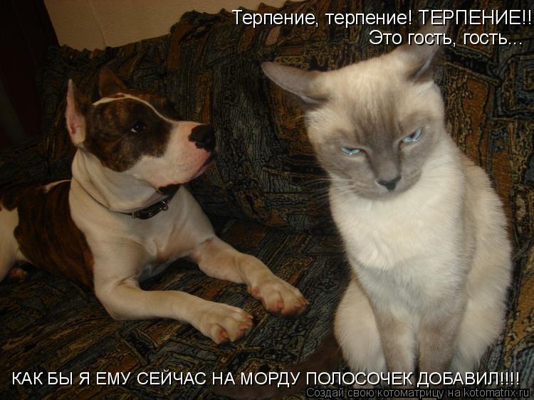 Терпение, терпение! ТЕРПЕНИЕ!!! Это гость, гость... КАК БЫ Я ЕМУ СЕЙЧАС НА МОРДУ ПОЛОСОЧЕК ДОБАВИЛ... Котоматрица: Терпение, терпение! ТЕРПЕНИЕ!!! Это гость, гость... КАК БЫ Я ЕМУ СЕЙЧАС НА МОРДУ ПОЛОСОЧЕК ДОБАВИЛ!!!!
