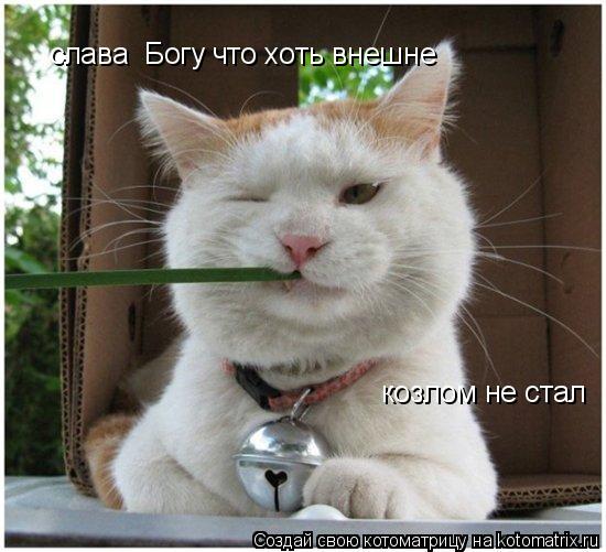 слава Богу что хоть внешне козлом не стал... Котоматрица: слава Богу что хоть внешне козлом не стал