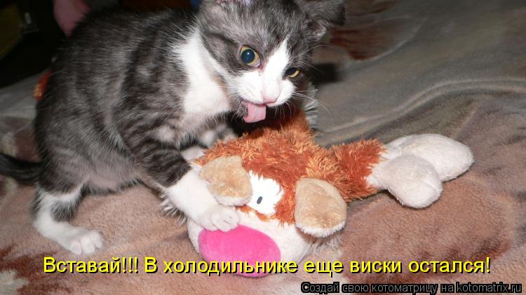 Вставай!!! В холодильнике еще виски остался!... Котоматрица: Вставай!!! В холодильнике еще виски остался!