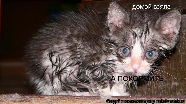 домой взяла А ПОКОРМИТЬ... Котоматрица: домой взяла А ПОКОРМИТЬ