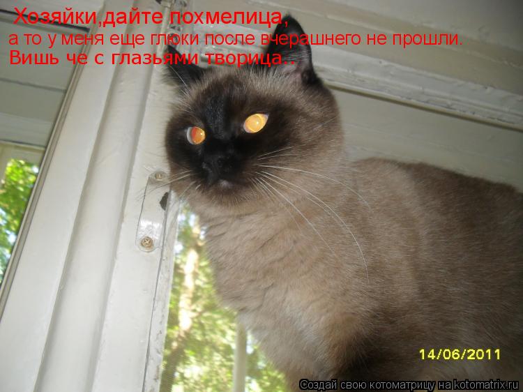 Хозяйки,дайте похмелица, а то у меня еще глюки после вчерашнего не прошли. Вишь че с глазьями творица... Котоматрица: Хозяйки,дайте похмелица, а то у меня еще глюки после вчерашнего не прошли. Вишь че с глазьями творица..