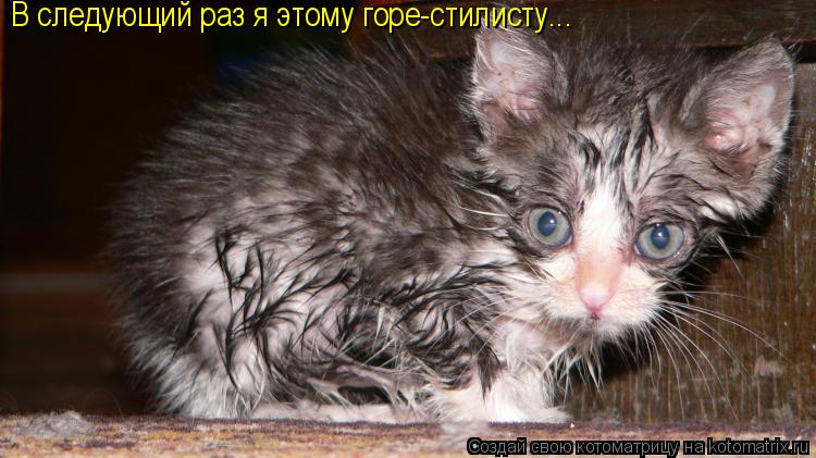 В следующий раз я этому горе-стилисту...... Котоматрица: В следующий раз я этому горе-стилисту...