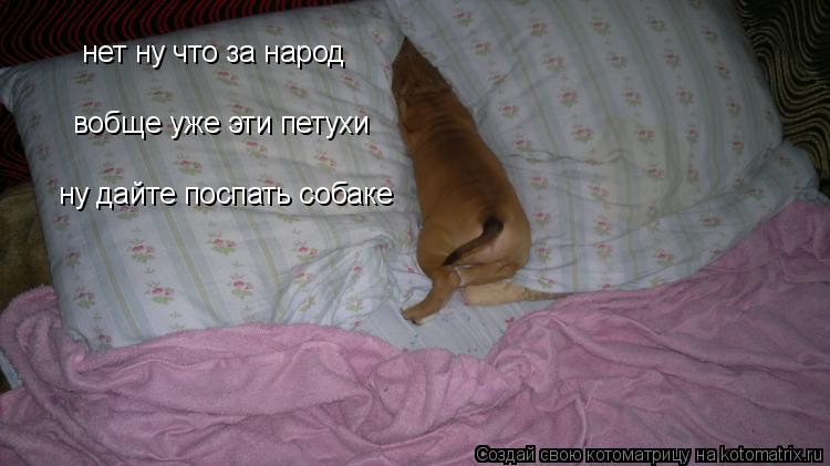 нет ну что за народ вобще уже эти петухи ну дайте поспать собаке... Котоматрица: нет ну что за народ вобще уже эти петухи ну дайте поспать собаке
