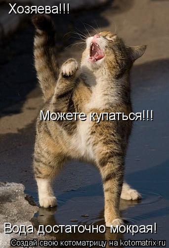 Хозяева!!! Можете купаться!!! Вода достаточно мокрая!... Котоматрица: Хозяева!!! Можете купаться!!! Вода достаточно мокрая!