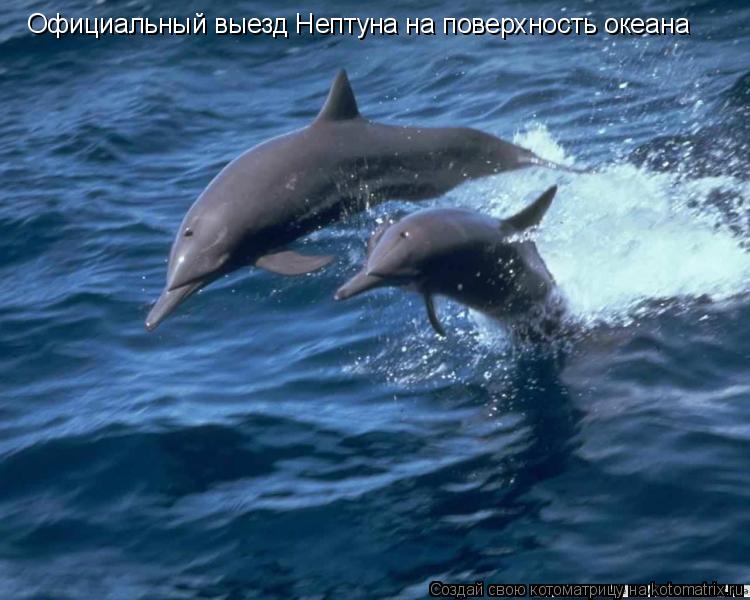 Официальный выезд Нептуна на поверхность океана... Котоматрица: Официальный выезд Нептуна на поверхность океана
