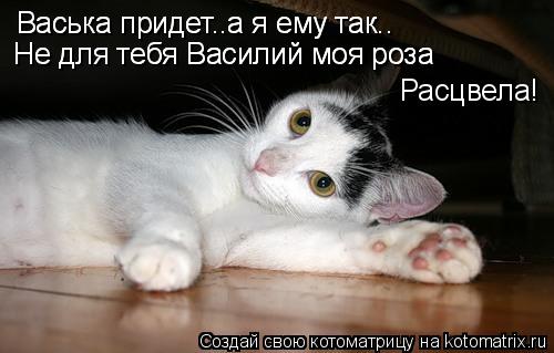 Васька придет..а я ему так.. Васька придет..а я ему так.. Не для тебя Василий моя роза Не для тебя В... Котоматрица: Васька придет..а я ему так.. Васька придет..а я ему так.. Не для тебя Василий моя роза Не для тебя Василий моя роза Расцвела!