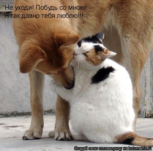 Не уходи! Побудь со мною! Я так давно тебя люблю!!!... Котоматрица: Не уходи! Побудь со мною! Я так давно тебя люблю!!!