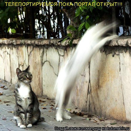 ТЕЛЕПОРТИРУЕМСЯ ПОКА ПОРТАЛ ОТКРЫТ!!!... Котоматрица: ТЕЛЕПОРТИРУЕМСЯ ПОКА ПОРТАЛ ОТКРЫТ!!!