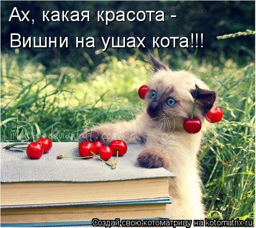 Ах, какая красота - Вишни на ушах кота!!!... Котоматрица: Ах, какая красота - Вишни на ушах кота!!!