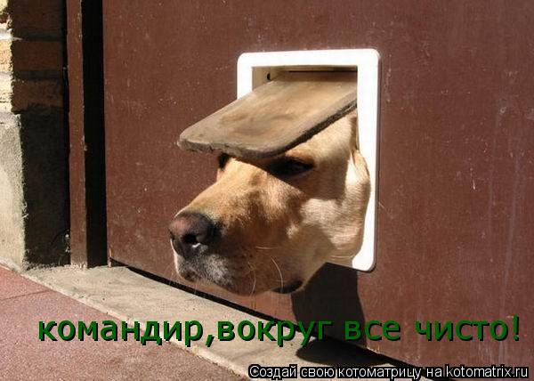 командир,вокруг все чисто!... Котоматрица: командир,вокруг все чисто!