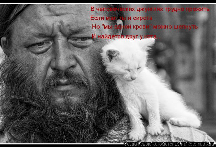 В человеческих джунглях трудно прожить Если мал ты и сирота Но "мы одной крови" можно шепнуть И найд... Котоматрица: В человеческих джунглях трудно прожить Если мал ты и сирота Но "мы одной крови" можно шепнуть И найдется друг у кота...