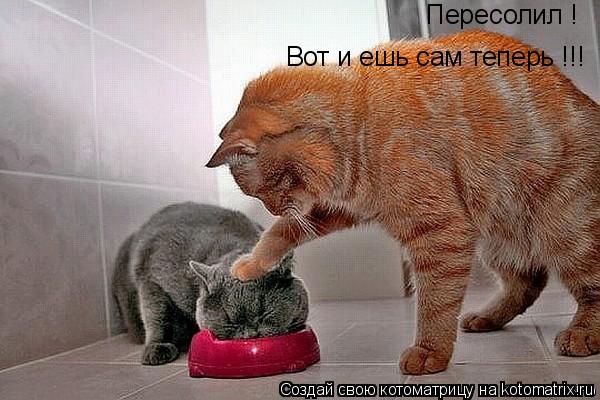 Пересолил ! Вот и ешь сам теперь !!!... Котоматрица: Пересолил ! Вот и ешь сам теперь !!!