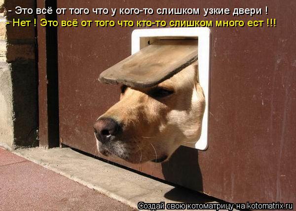 - Это всё от того что у кого-то слишком узкие двери ! - Нет ! Это всё от того что кто-то слишком мног... Котоматрица: - Это всё от того что у кого-то слишком узкие двери ! - Нет ! Это всё от того что кто-то слишком много ест !!!
