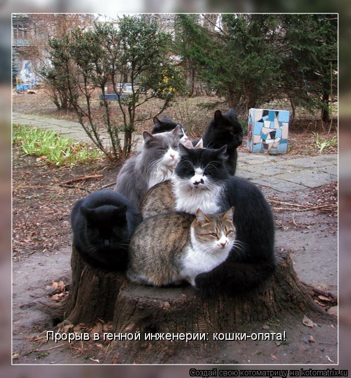 Прорыв в генной инженерии: кошки-опята!... Котоматрица: Прорыв в генной инженерии: кошки-опята!