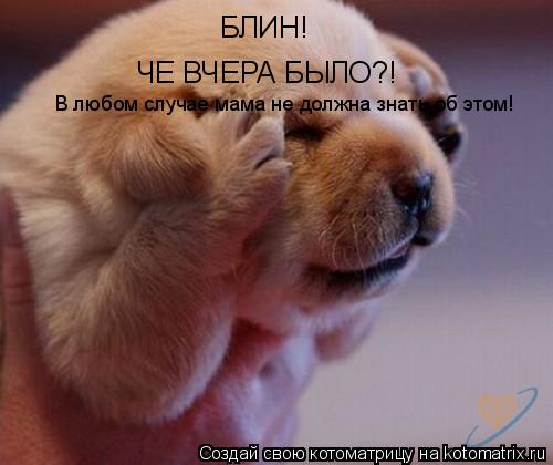 БЛИН! ЧЕ ВЧЕРА БЫЛО?! В любом случае мама не должна знать об этом!... Котоматрица: БЛИН! ЧЕ ВЧЕРА БЫЛО?! В любом случае мама не должна знать об этом!