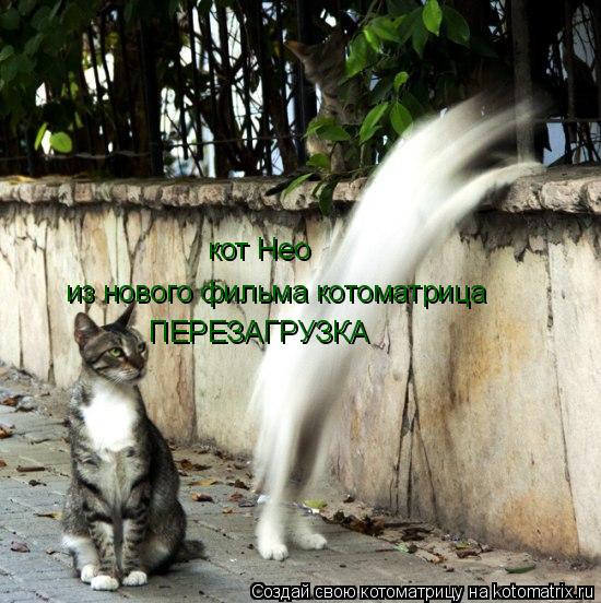 кот Нео из нового фильма котоматрица ПЕРЕЗАГРУЗКА... Котоматрица: кот Нео из нового фильма котоматрица ПЕРЕЗАГРУЗКА