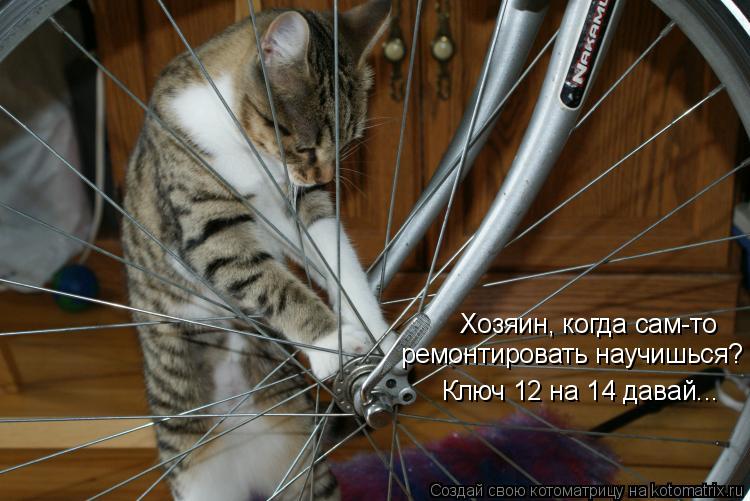 Хозяин, когда сам-то ремонтировать научишься? Ключ 12 на 14 давай...... Котоматрица: Хозяин, когда сам-то ремонтировать научишься? Ключ 12 на 14 давай...